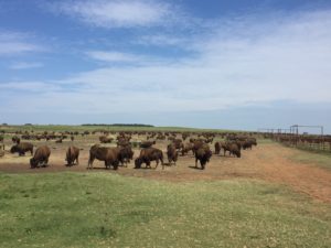 bluestem-bison-pic